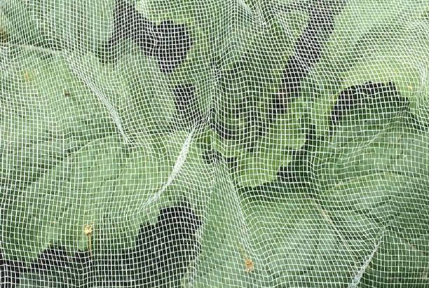 The Ultimate Guide To Choosing Garden Netting: Pest, Material, and Crop Considerations 12 image 207