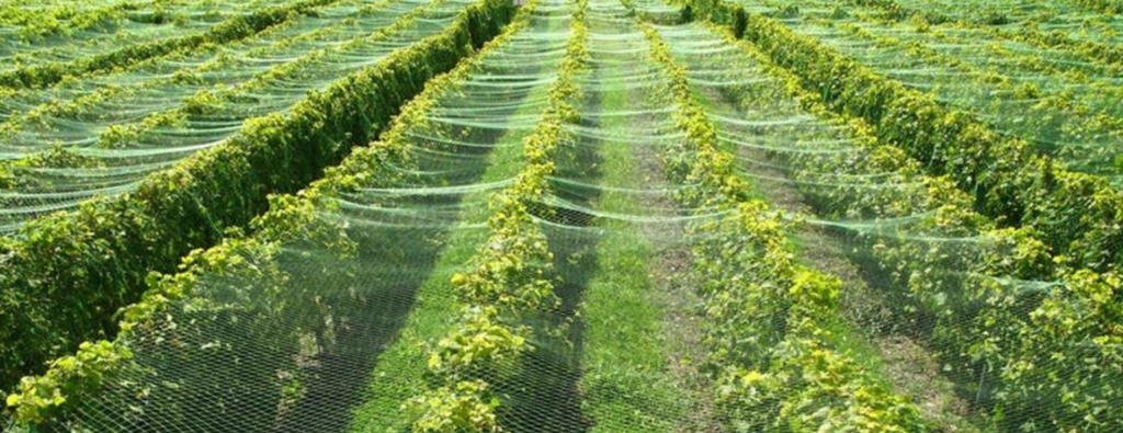 A 5-Step Buyer's Guide to Protecting Your Orchard: Netting Strategies for Apple and Cherry Trees 1 image 344
