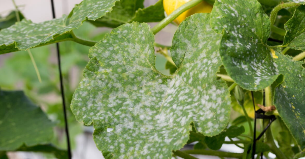 The Grower's Guide to Combining Irrigation Systems with Mulch Nets 7 image 357