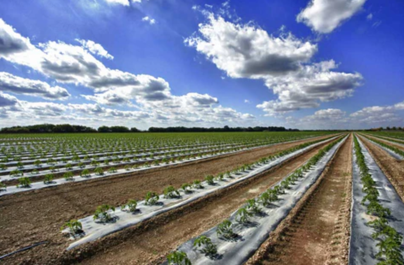 The Grower's Guide to Combining Irrigation Systems with Mulch Nets 9 image 360