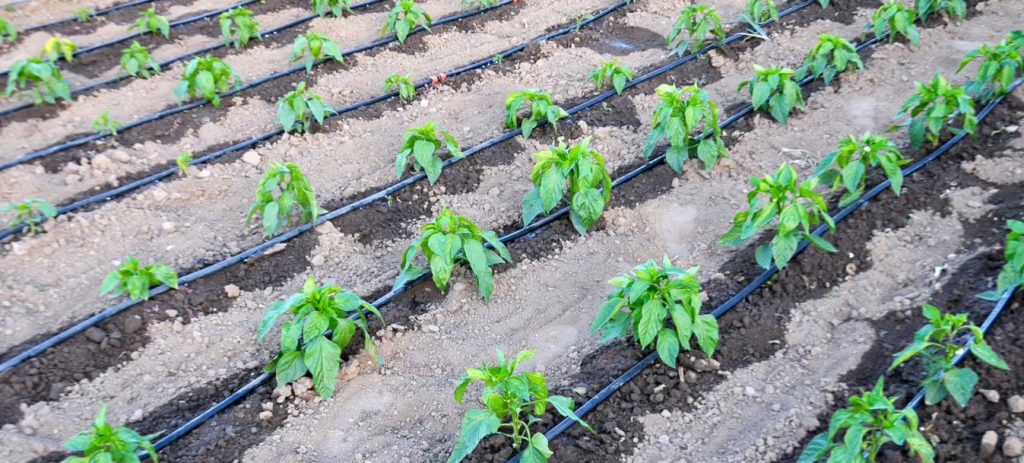 The Grower's Guide to Combining Irrigation Systems with Mulch Nets 13 image 364