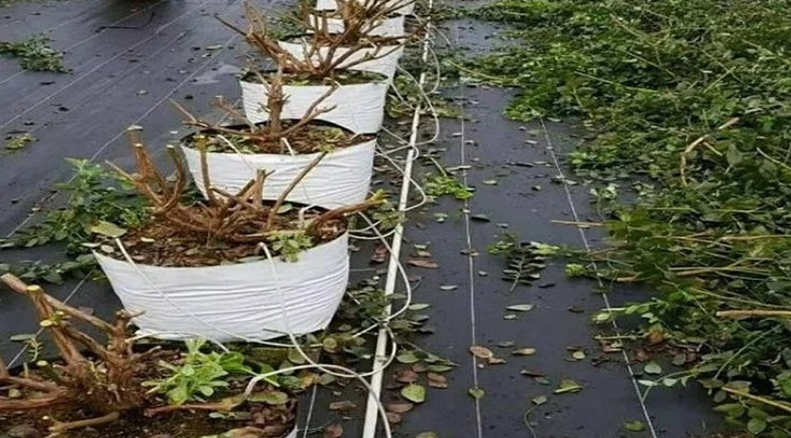 The Grower's Guide to Combining Irrigation Systems with Mulch Nets 18 image 368