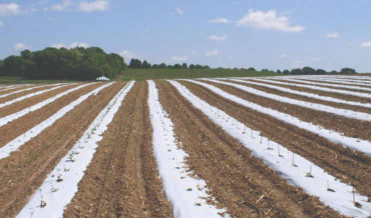 The Grower's Guide to Combining Irrigation Systems with Mulch Nets 19 image 370