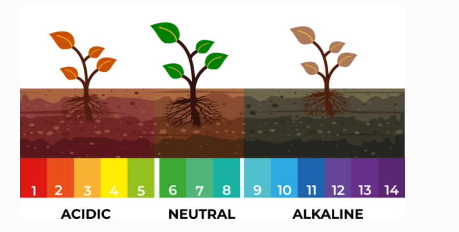 The Grower's Guide to Combining Irrigation Systems with Mulch Nets 22 image 373