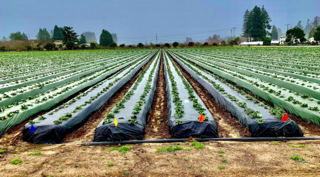 The Grower's Guide to Combining Irrigation Systems with Mulch Nets 31 image 382