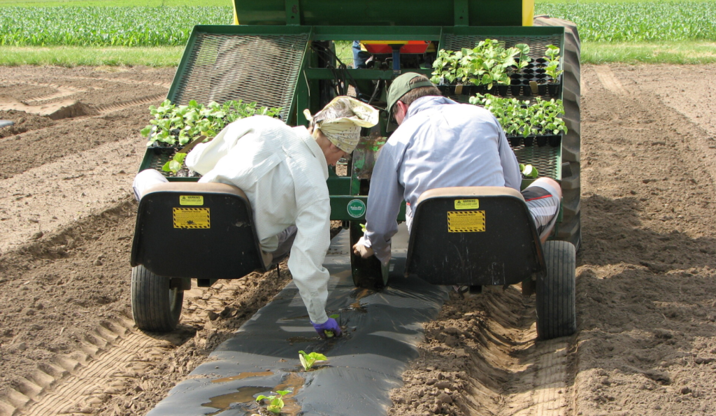 The Grower's Guide to Combining Irrigation Systems with Mulch Nets 33 image 384