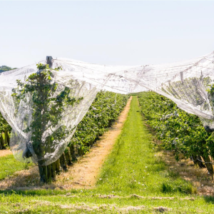Custom-Size Hail Nets Designed to Protect Yields and Reduce Losses