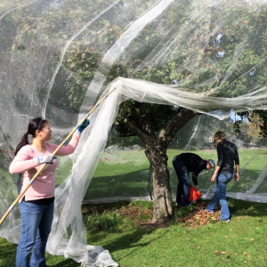 HDPE 40 Mesh Apple Tree Protection Net