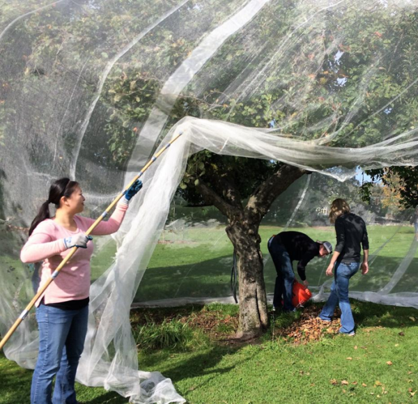 HDPE 40 Mesh Apple Tree Protection Net