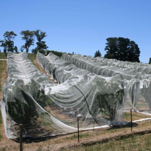 HDPE 40-Mesh Net for Cherry Tree Protection Against Predatory Birds and Small Pests