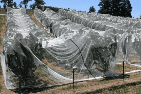 Cherry Protection Net